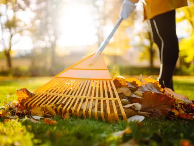 Image of a person raking a pile of autumn leaves on a grassy lawn in sunlight