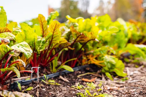 Greens growing in a field with drip irrigation