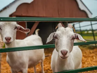 A pair of goats peeks through a farm fence