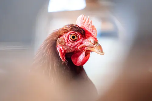 Close up of the side of a chicken head, focusing on the eye, which looks directly at the viewer.