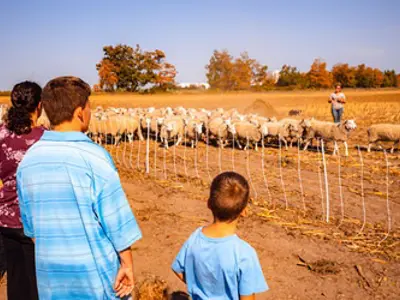 A family watching a sheep herding demonstration in a field with the shepherd.