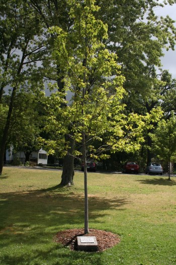 Tree dedication