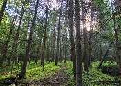 Deciduous trees in a forest. The ground is covered in light green ferns.