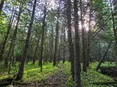 Deciduous trees in a forest. The ground is covered in light green ferns.
