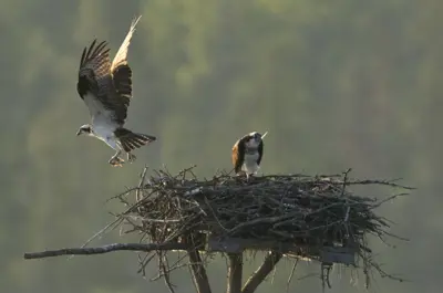 Osprey taking off from nest