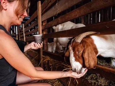 Woman feeding brown and white goat with horns.