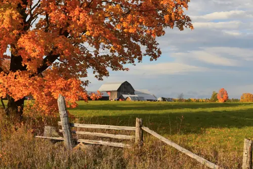 Tree with orange leaves along a fence row, with red farm buildings in the background