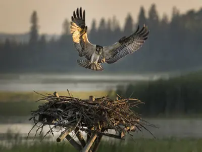 Osprey in flight and about to land on nest.