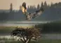 Osprey in flight and about to land on nest.