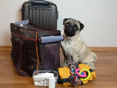 dog sitting beside an emergency kit