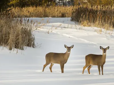 Two deer walk across a snowy field