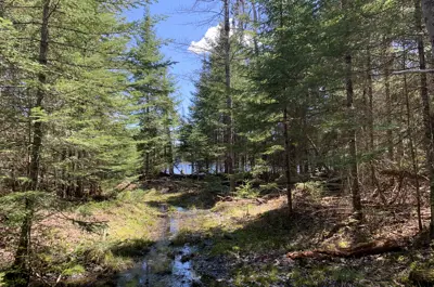 Wooded area with small stream and rocks
