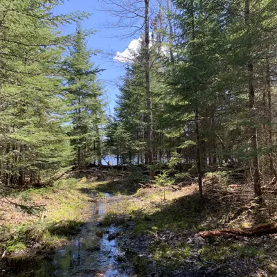 Wooded area with small stream and rocks