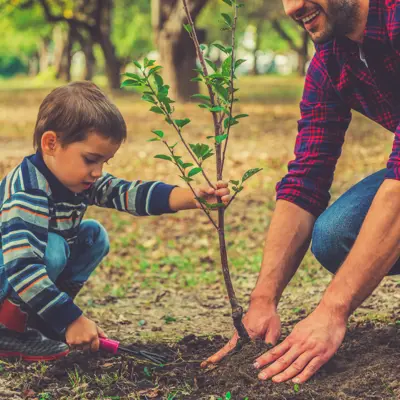 Photo of a young boy and a man planting a tree.