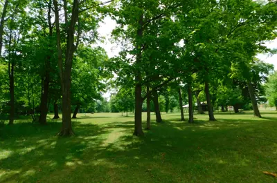 Green grass with green trees covering a bright sky