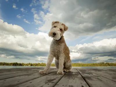 A pet dog sits on a dock in a lake and looks at the camera