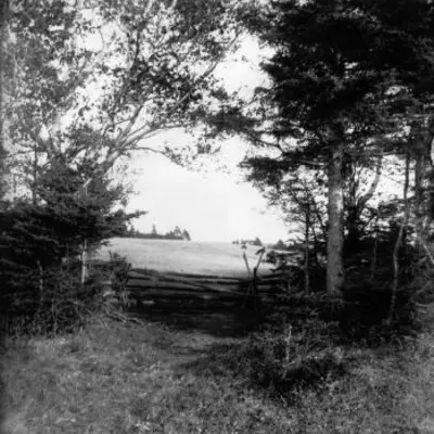 Old Fence and Trees