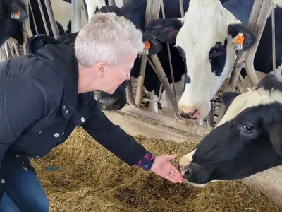 Cow sniffing lady's hand