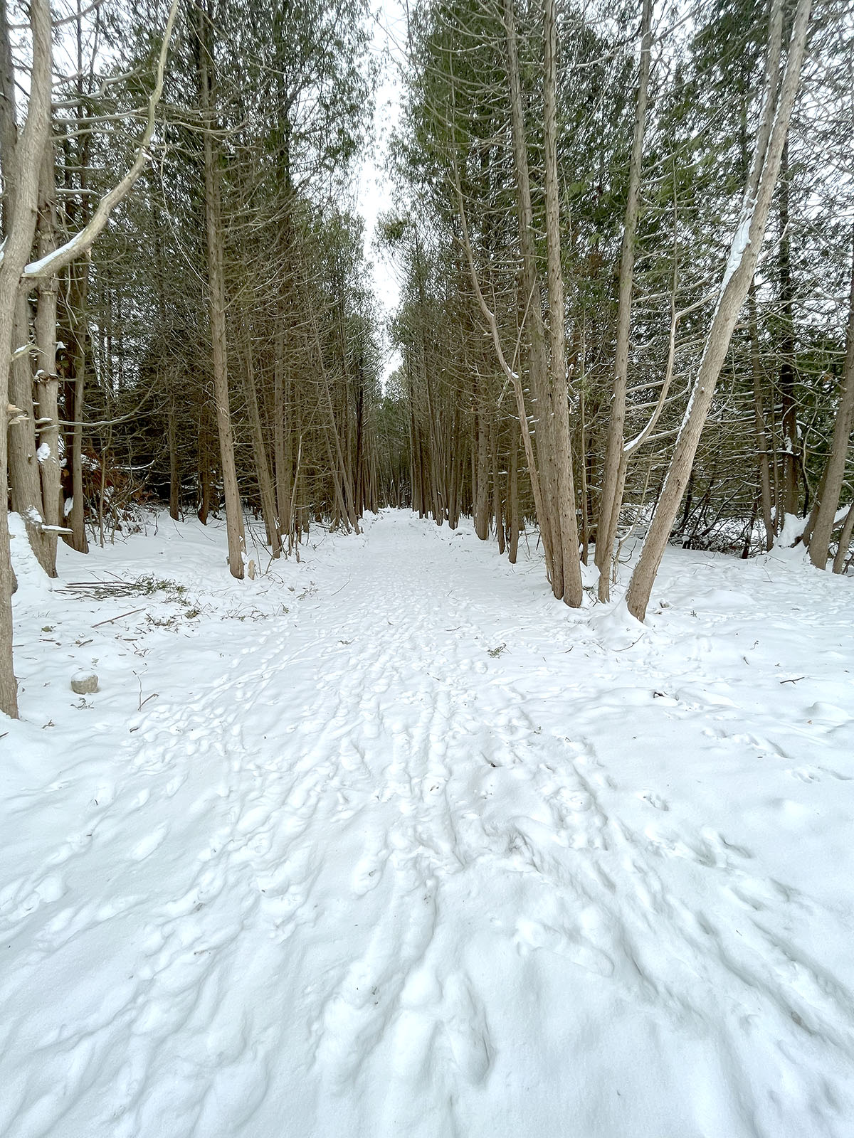 Image showing Jennings Creek Trail Installation in progress, with a snow covered trail and a canopy of tall pines