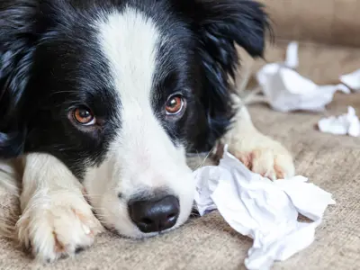 Photo of a guilty-looking border colly dog laying on a couch. It is surrounded by crumpled papers, suggesting that the dog got into the papers.