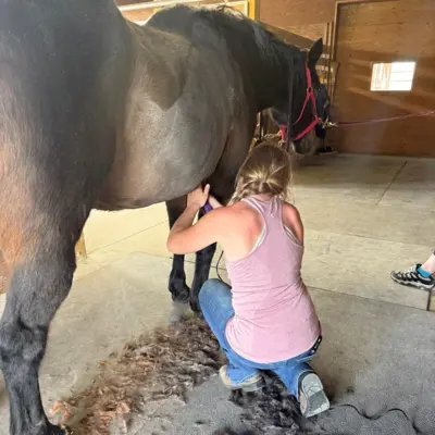 A Young woman is kneeling beside a grey horse and shaving it's belly.
