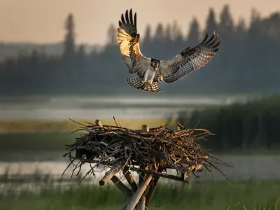 Photo of osprey with wings outstretched, landing on a nest. The background shows a waterway and trees.