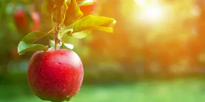 Apple growing on a branch with blurred orchard in background.