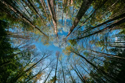 View of tree canopy with blue sky peaking through