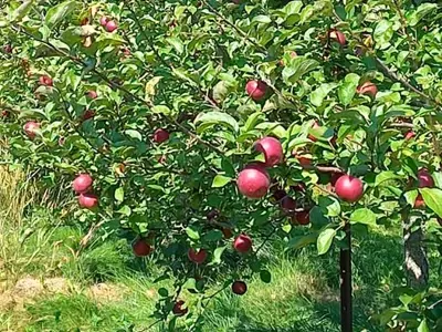 Apple tree with red apples