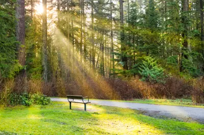Trail with bench on the side and trees surrounding