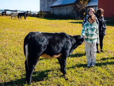A calf licking the hand of a girl in a pasture field with a barn in the background.
