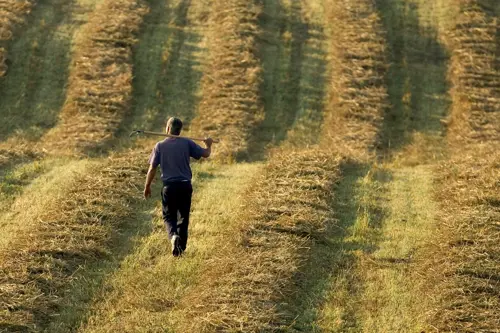 Man walking in field with straw in windrows.