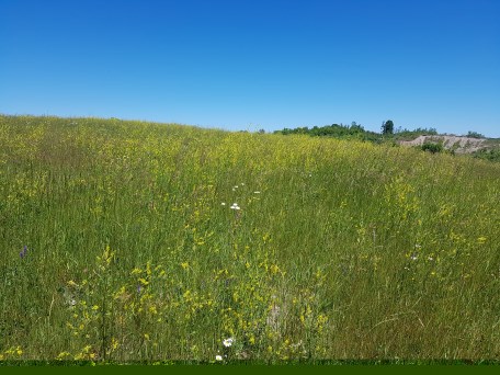 Fenelon Falls Landfill in bloom photo