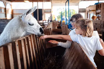 Girls handfeeding a llama