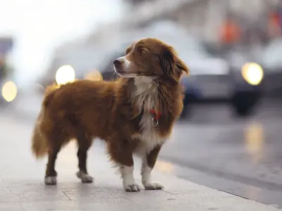 A lost dog stands on the side of a busy road