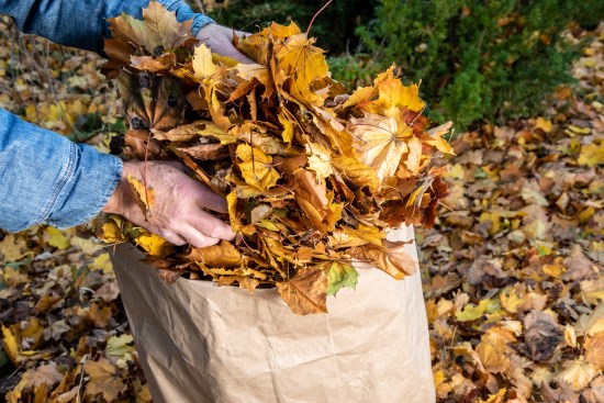 Old hands putting leaves in a paper leaf bag