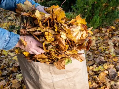 Old hands putting leaves in a paper leaf bag