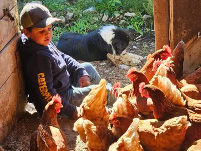 boy and sheep dog sitting with brown chickens