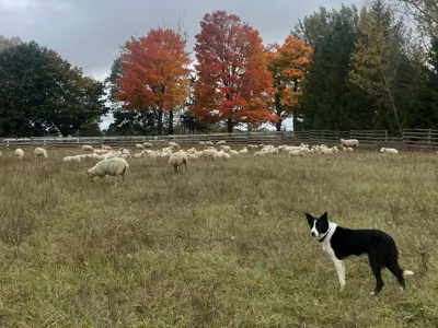 sheep dog in pasture feild with white sheep and fall colour leaves on trees