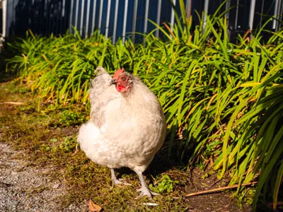 A chicken struts proudly across the barnyard