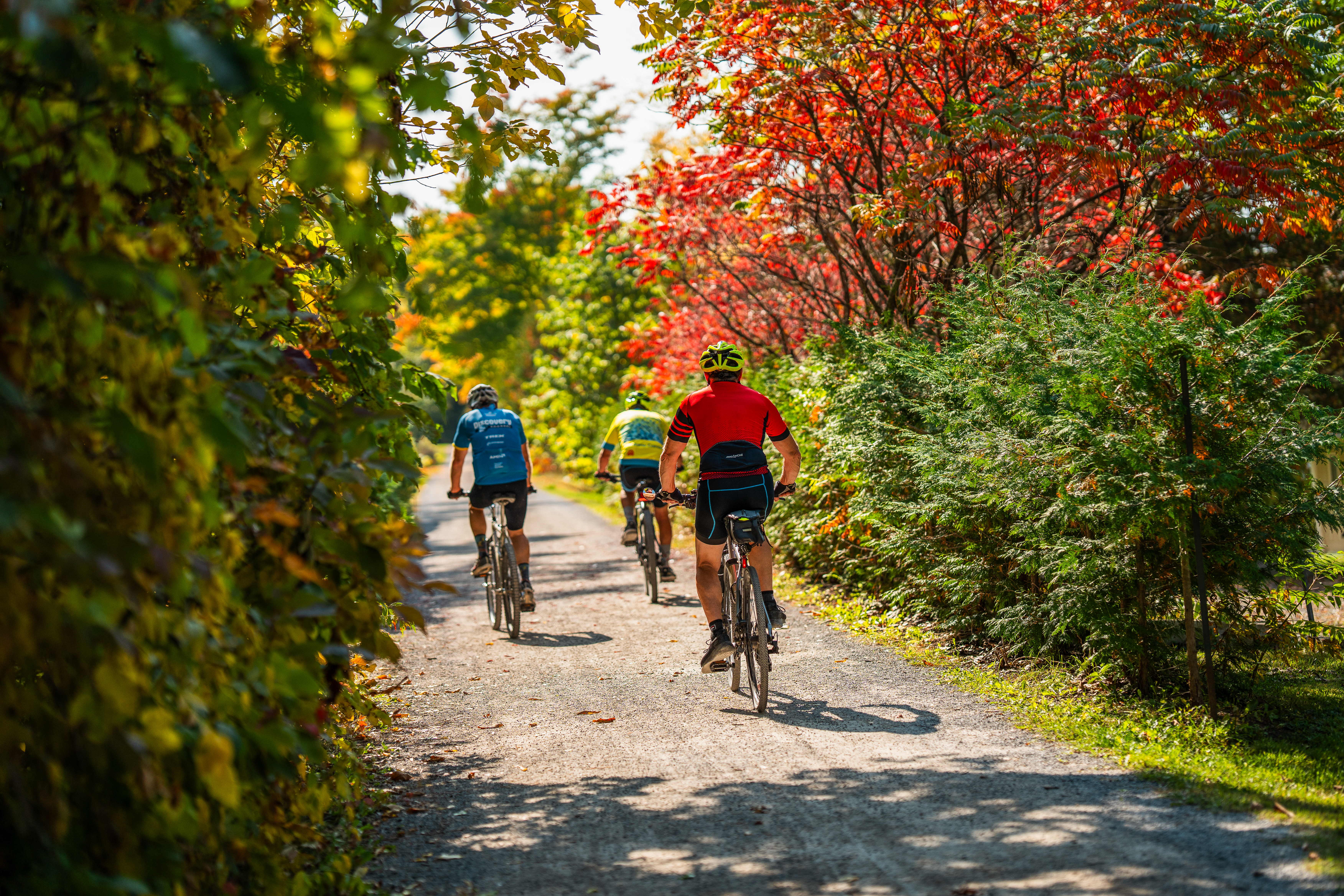 Path among trees with people on bikes