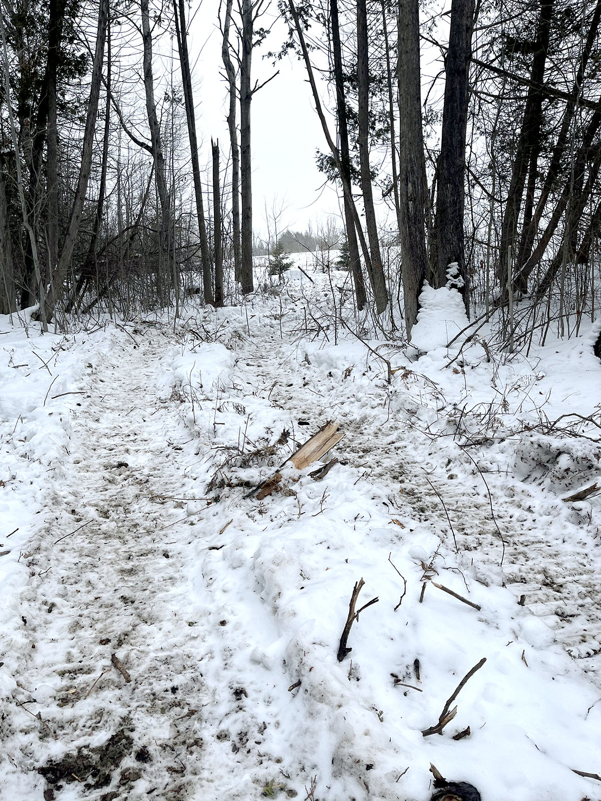 Image showing Jennings Creek Connecting Trail Installation in progress, with a beautiful canopy of tall pines leading to an opening